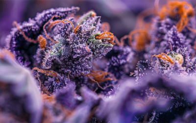 Legendäre Cannabissorten: Was ist Haze?