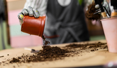 Expertentipps: Wie und wann du Cannabis Sämlinge umtopfst