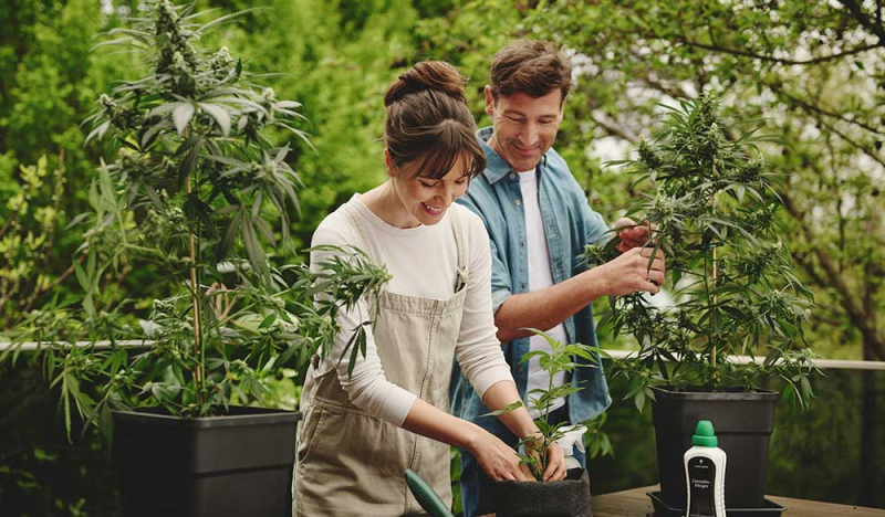 Bedeutung des pH-Werts und Einfluss auf Deine Cannabispflanze