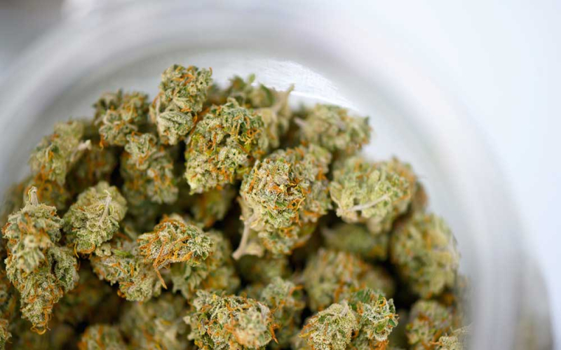 Die 4 häufigsten Fehler beim Trocknen von Cannabisblüten