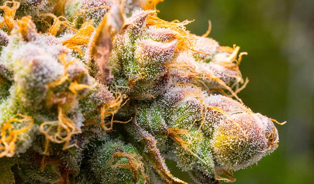 Cannabis Ernte: Blätter, Blütenstempel und Blütenkelche