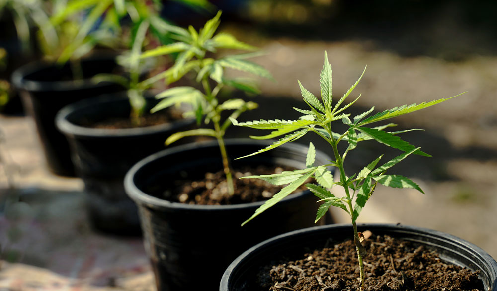 Cannabis richtig gießen