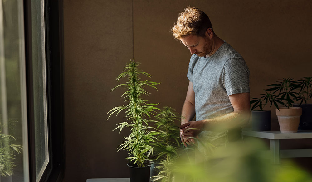 Typische Probleme in der Blütephase: Wurzelfäule