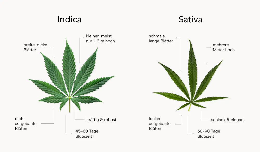 Cannabis Sativa & Indica im Vergleich