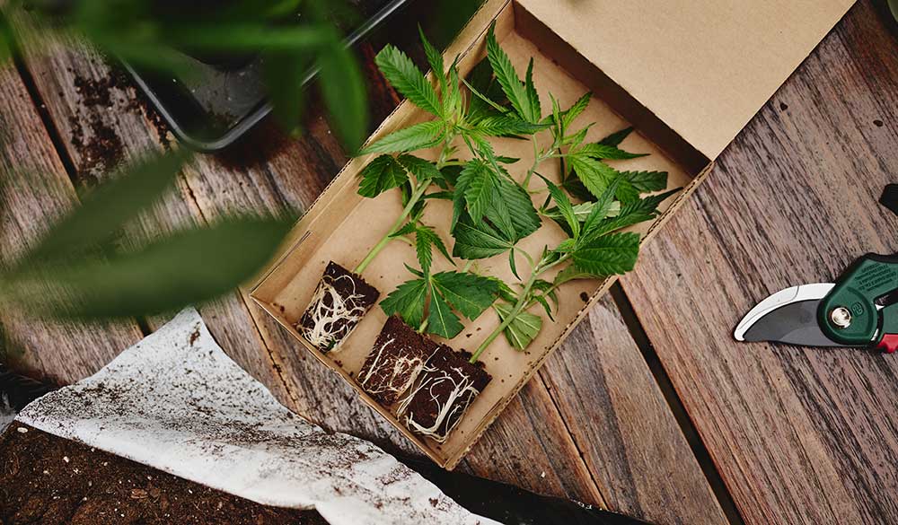 Samen vs. Stecklinge – was ist der Unterschied?