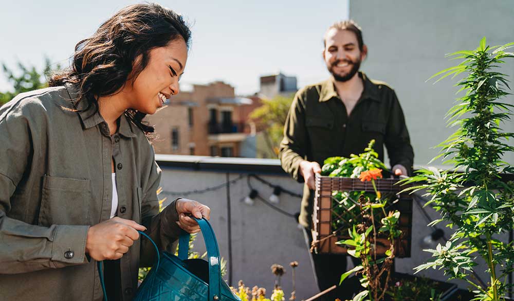Welche Cannabis Sorten sind für den Anbau am Balkon geeignet?