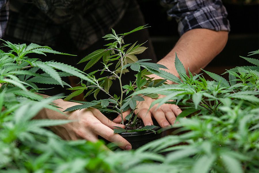 Überdüngen und Unterdüngen sind häufige Fehlerquellen