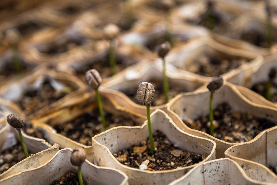 Unterschied zwischen Grow Erde und Blumenerde