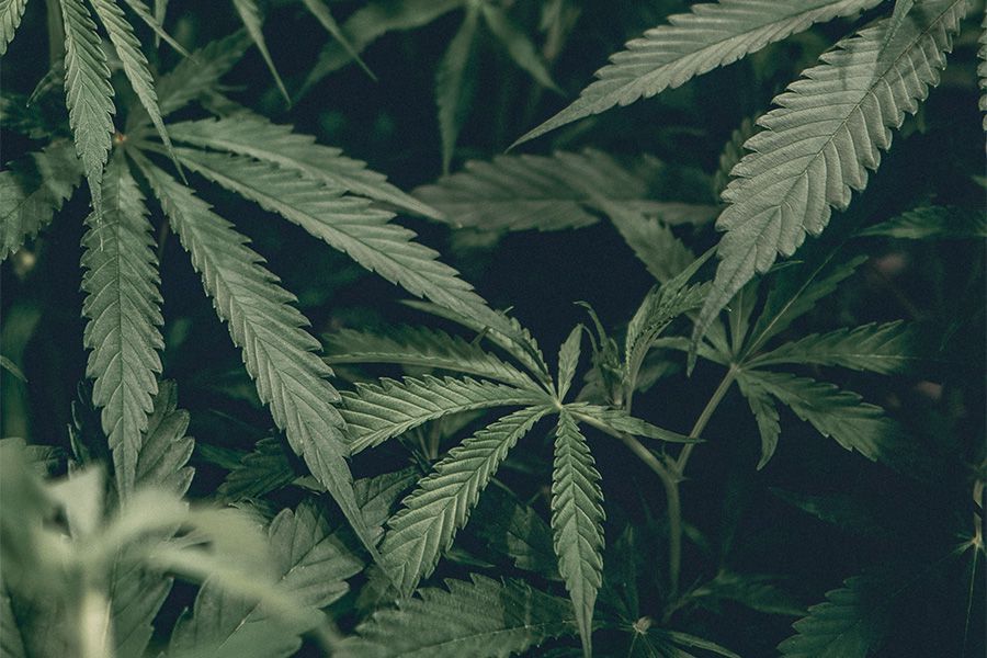 Hanftee selbst gemacht