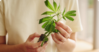 Premium Hanfstecklinge Premium Hanfstecklinge